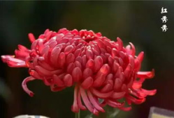 菊花视频,揭秘花海中的科技魅力