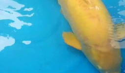 鱼儿视频,探索水下世界的精彩瞬间